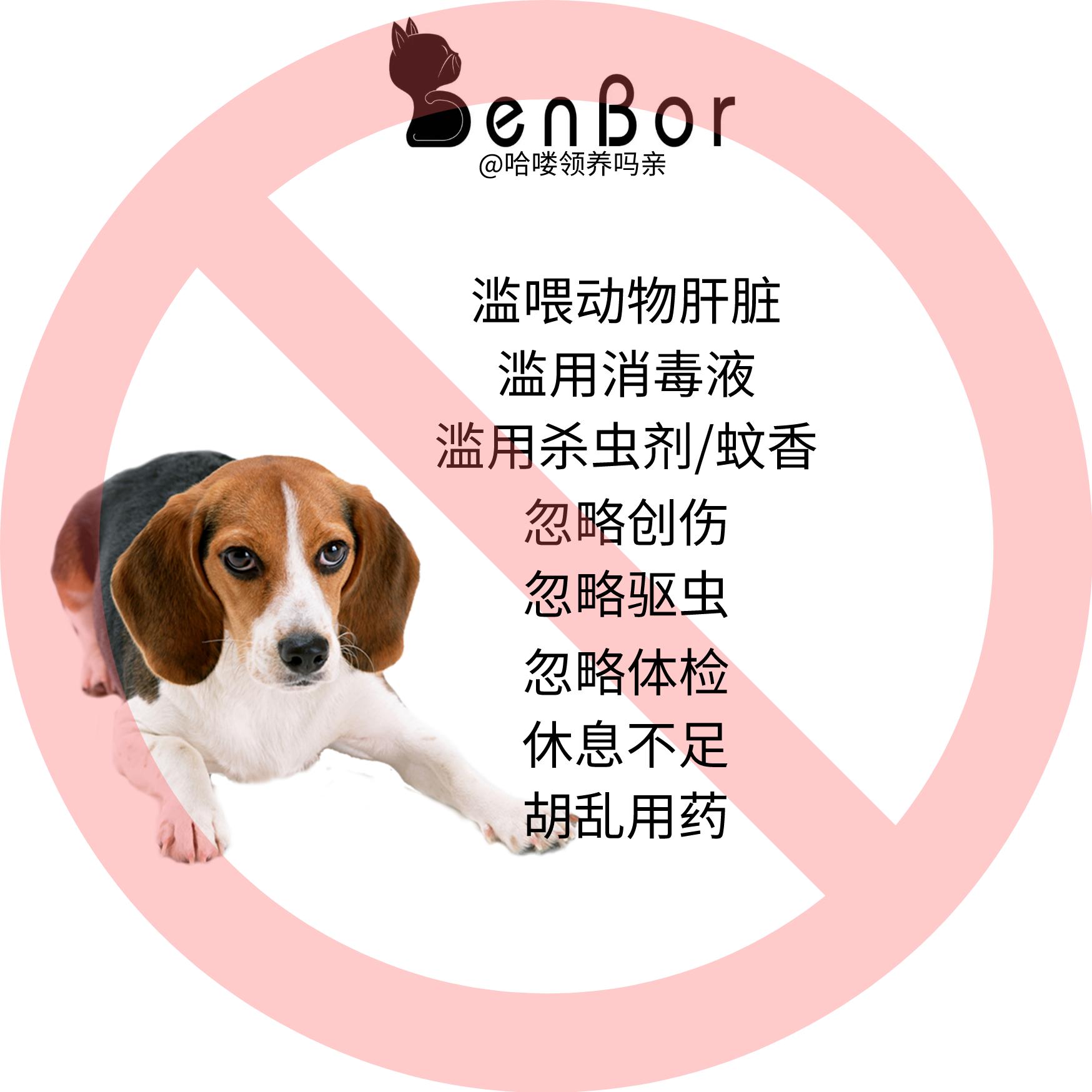 狗狗肝疾病有哪些,狗狗的肝脏有问题怎么治疗