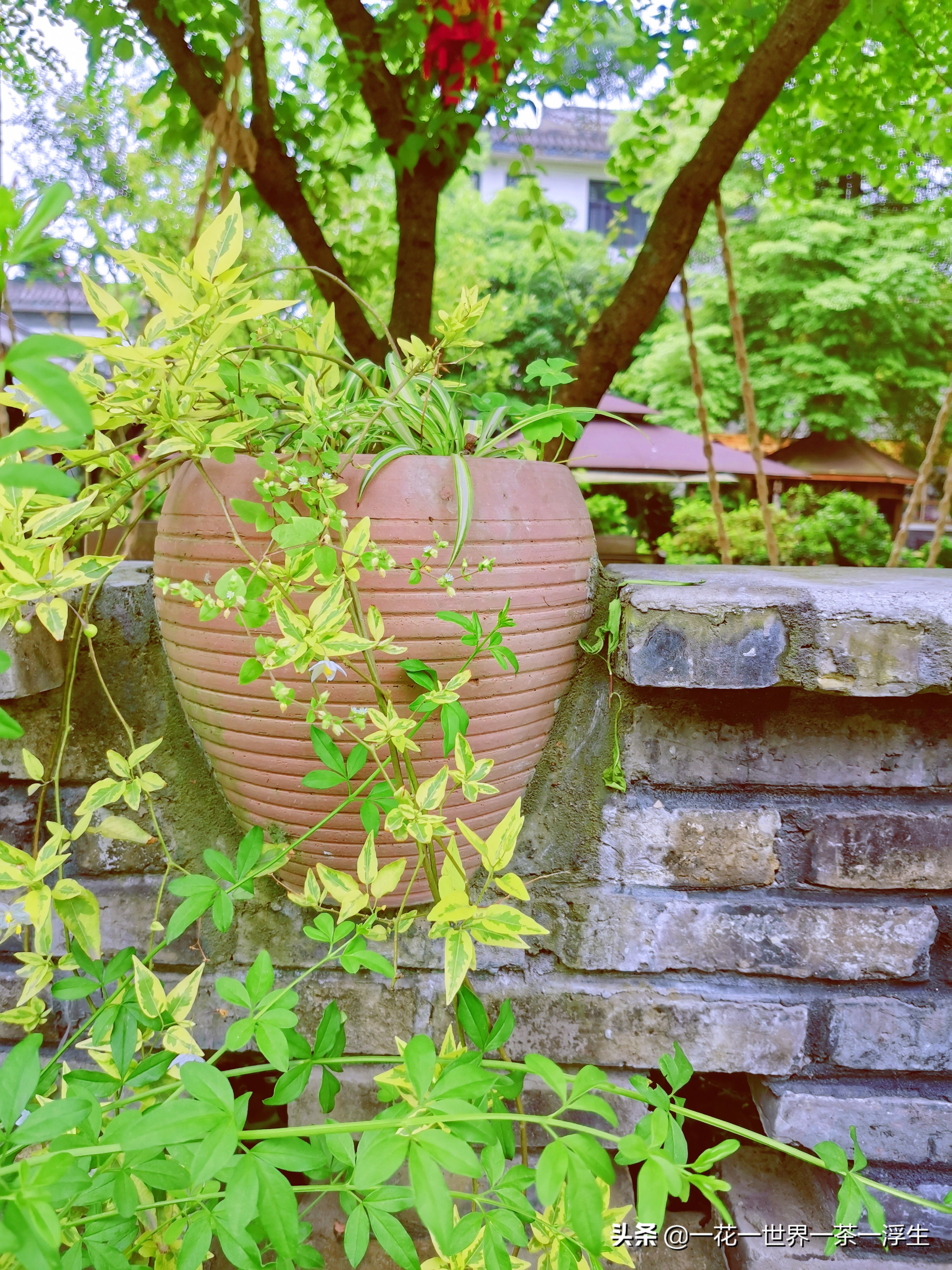 寻找巴适的成都小院（2）