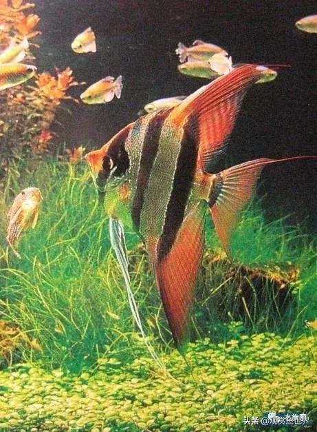 埃及观赏鱼的饲养要点,埃及神仙鱼的饲养技巧和方法