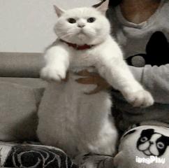 acana爱肯拿什么档次,幼猫猫粮推荐acana爱肯拿