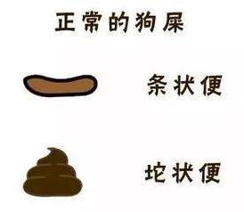 如何从狗狗便便看爱宠是否健康,看狗狗大便知道什么病