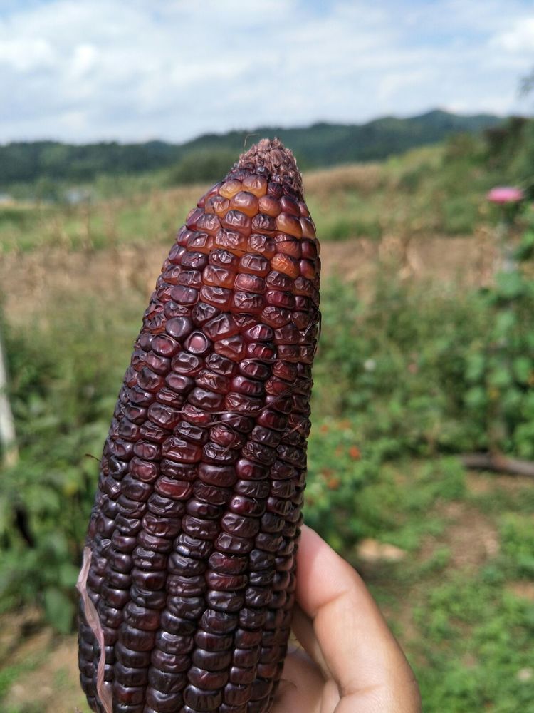 种地用的自制酵素,酵素种地效果怎么样