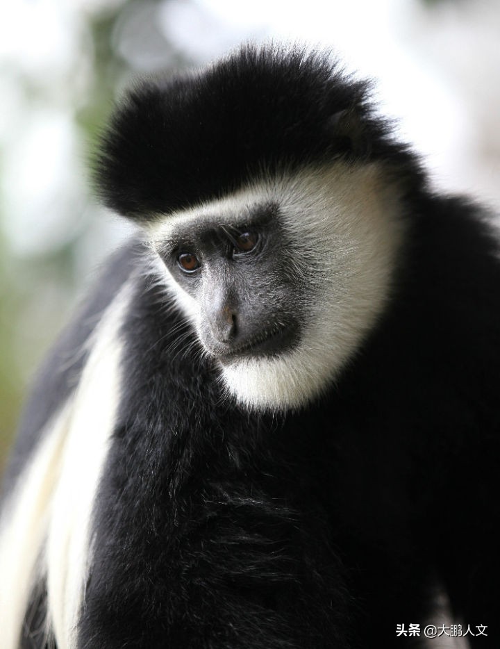 进化趣史（二）——我们是怎么变成这幅模样的