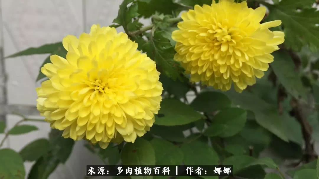 篱笆花开情常在，守你一生不变！