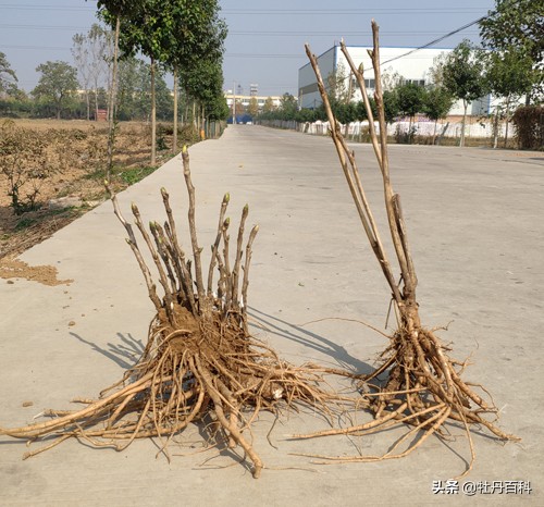 牡丹花怎么分辨真假观赏牡丹,真牡丹花蕾和假牡丹的区别