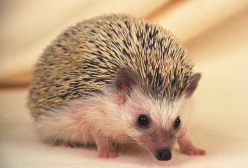 刺猬浑身都是宝,刺猬养殖技术大全