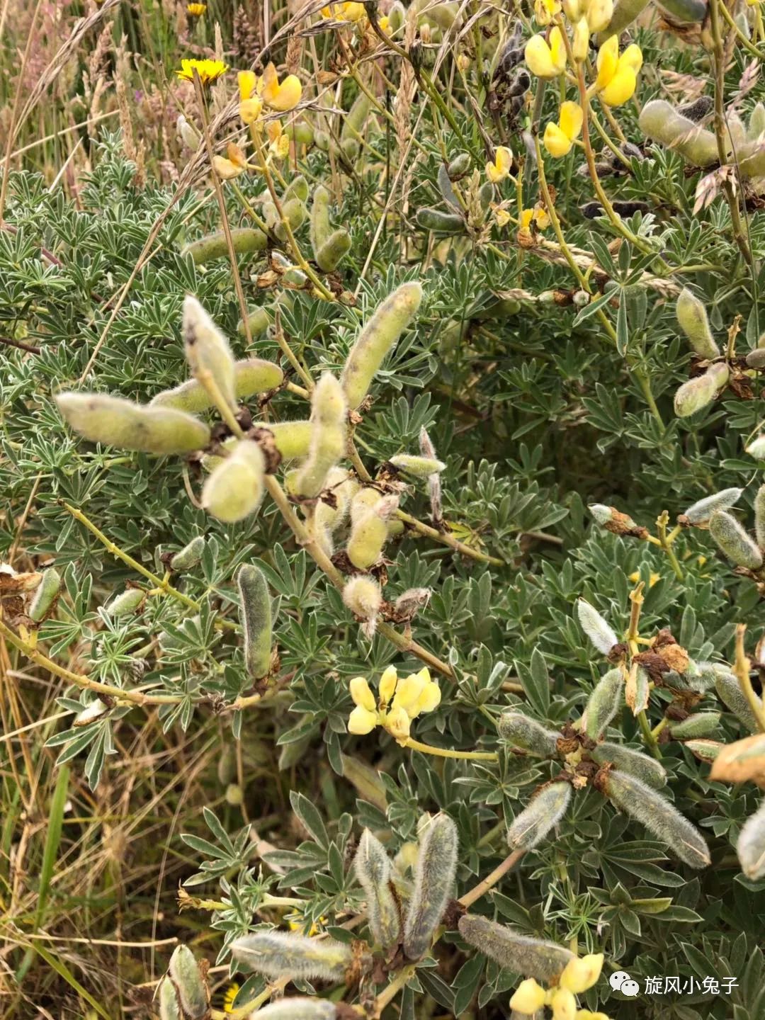 加州沿海1号公路,加州沿海一号公路一日游推荐