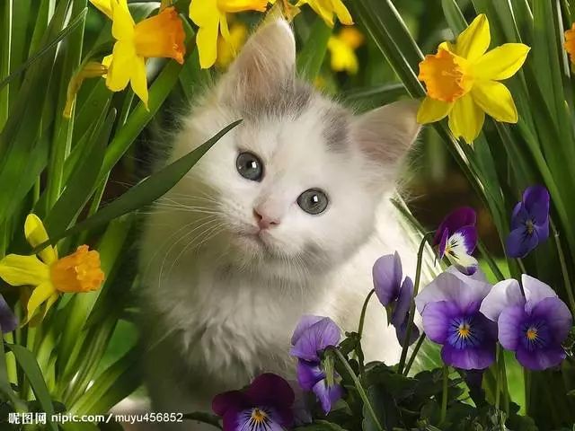 母猫怀孕期间可以吃驱虫药吗,母猫在怀孕期间打针了