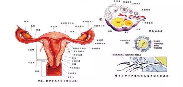 女性怎么护理紧致,做紧致的项目有哪些