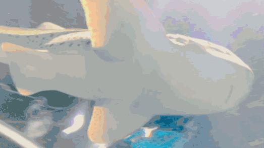 临沂海洋世界优惠券,临沂海洋世界特惠票