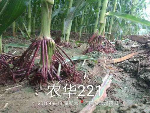又一个大棒、耐密、抗倒、抗病玉米新品种上市，最高亩产2083斤