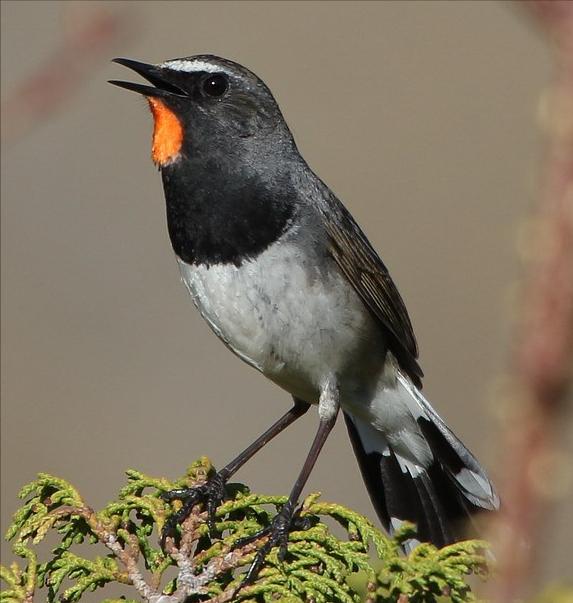 东江揽胜,惠州淡水常见鸟类图谱