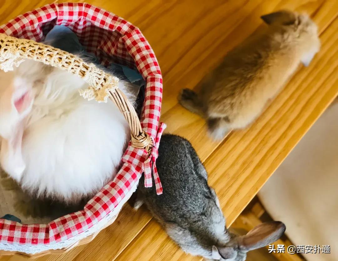 西安有哪些可以撸兔子的店,西安撸兔子的店