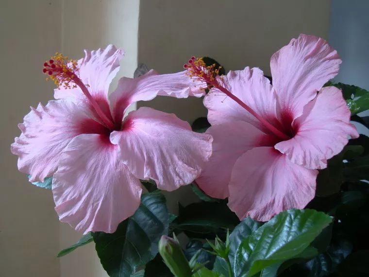 100种常见观叶植物图鉴史上最全,农村常见的100种植物