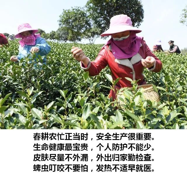 蜱虫病的发病症状,蜱虫病的病因与传染性