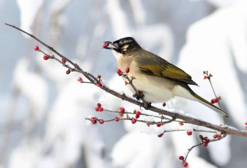 养鸟人10年后的感受,浅谈养鸟的生理与心理的护理