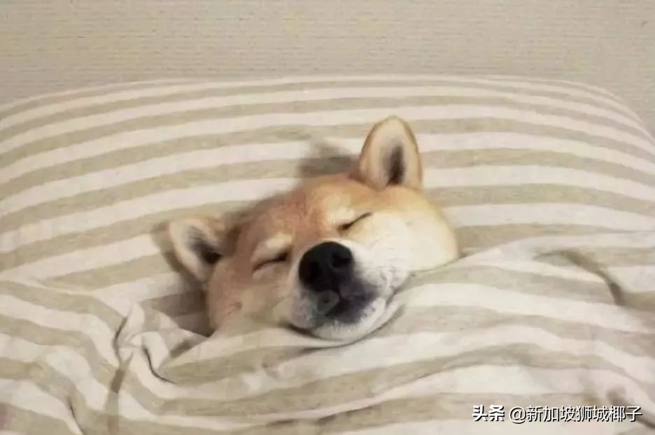 新加坡冻成狗,新加坡狂风暴雨来袭