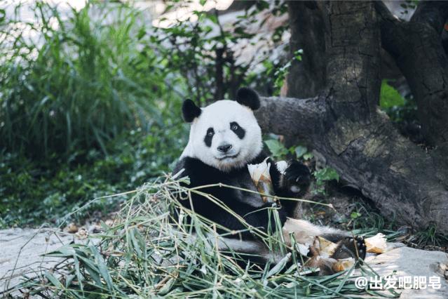 长隆飞鸟乐园长隆熊猫酒店怎么选,周一长隆野生动物园游玩攻略