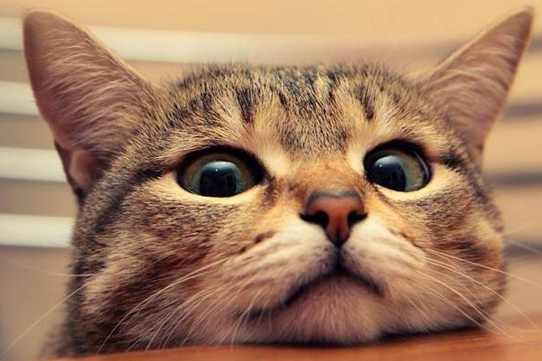 经常打猫有什么后果,每天打猫猫咪会怎么样