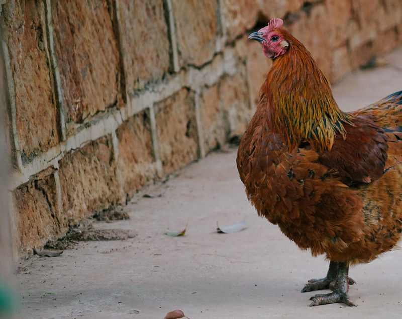 养鸡与鸡痘病防治,养鸡小妙招鸡痘