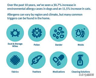 猫咪总挠耳朵痒怎么办,猫咪老是痒挠下巴怎么办