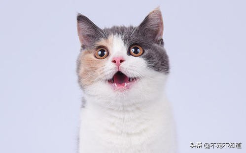 猫咪肺炎呼吸困难能治愈吗,猫咪感染肺炎症状