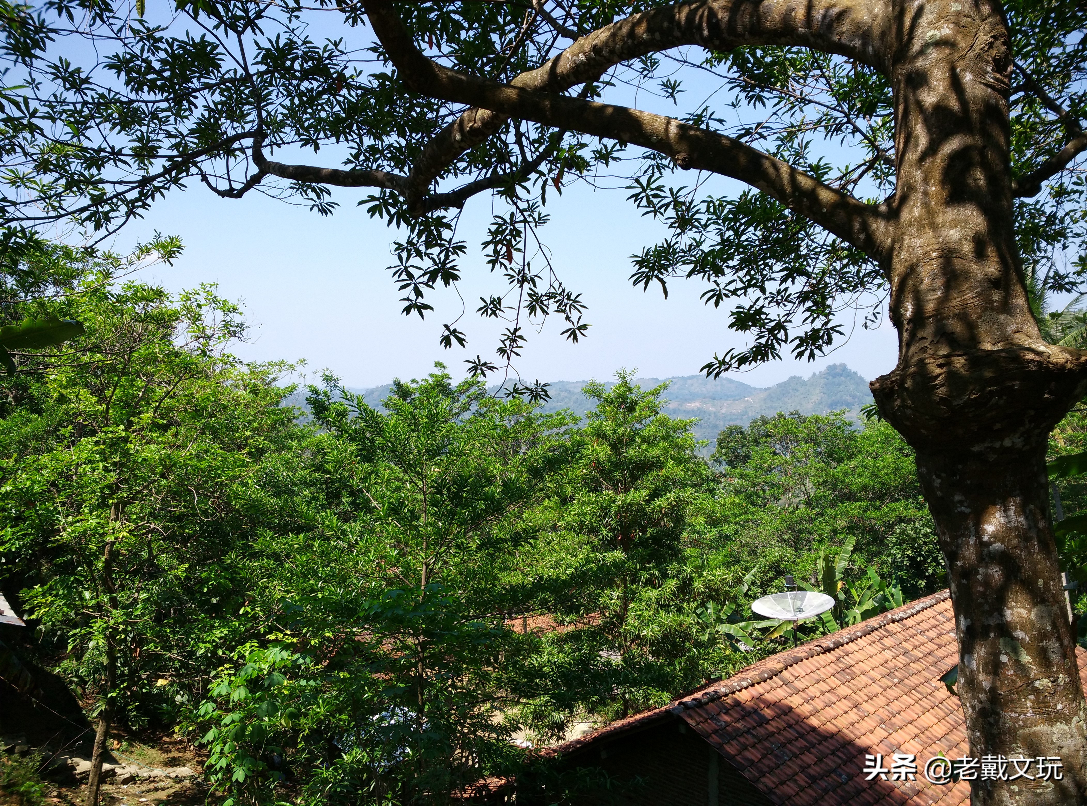文玩手串金刚菩提心得,小金刚菩提子基础知识