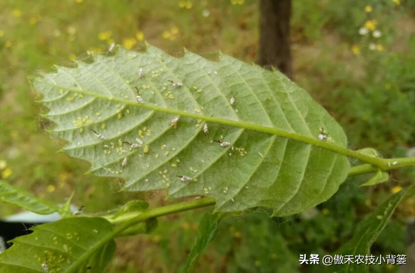 春季蚜虫防治方案最新,春季蚜虫病虫害防治药物配比