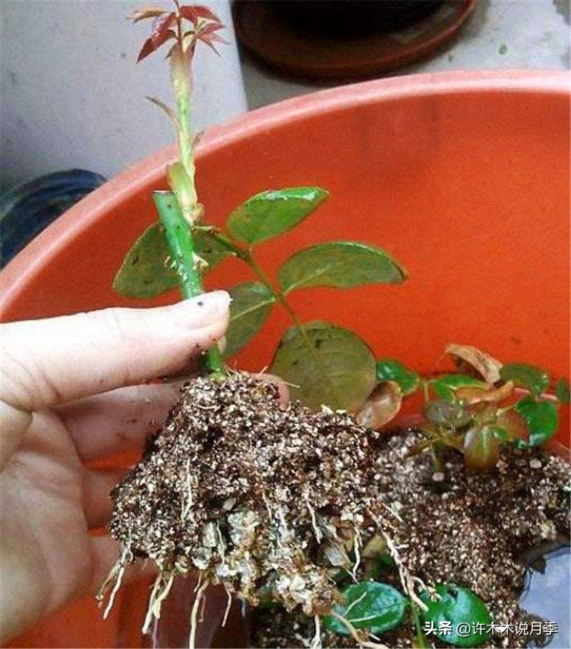 嫁接爬藤月季跟扦插的怎么区分 (蔷薇嫁接月季再扦插能不能生根)