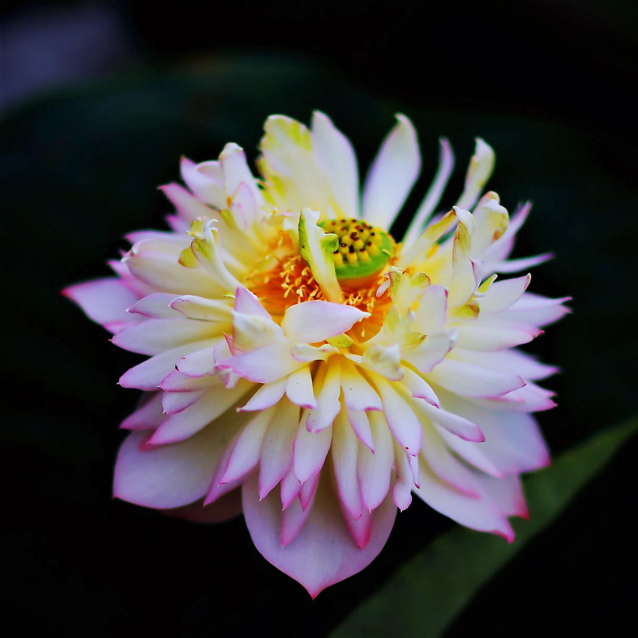 荷花品种大全及名称图片,荷花品种及名称大全图片