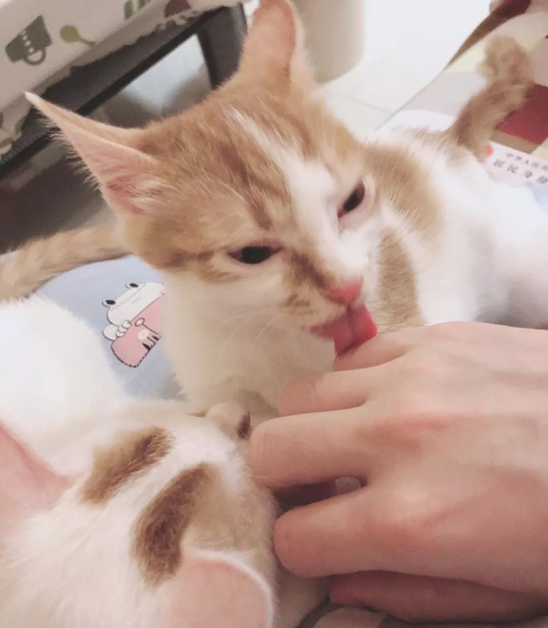 先天单侧肾脏的猫咪需要注意什么,猫咪吃药导致肾脏出问题怎么办