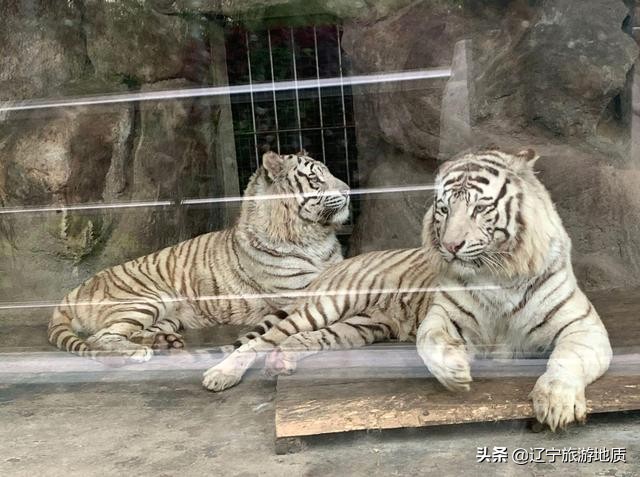 青岛动物园大熊猫馆从哪进,青岛动物园熊猫馆游玩攻略