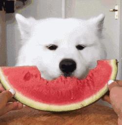 三傻狗有哪些,雪橇三傻是哪三种狗