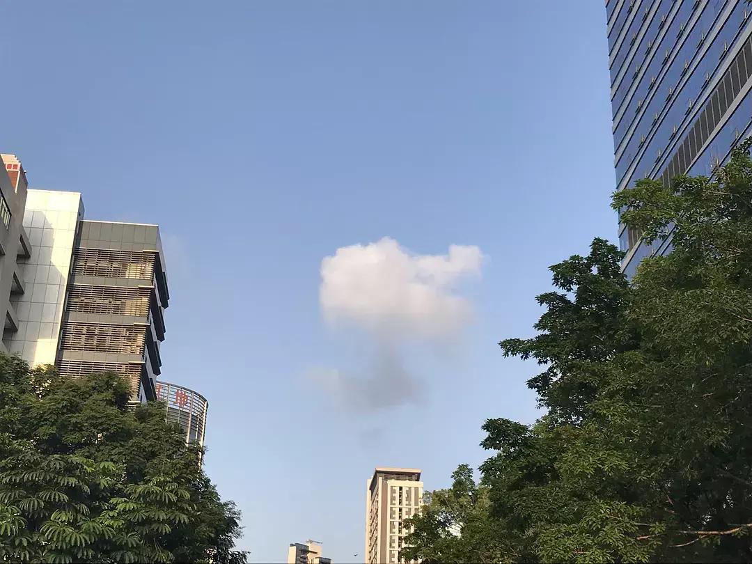 蚕宝宝你在养吗,蚕宝宝养的过密会死吗