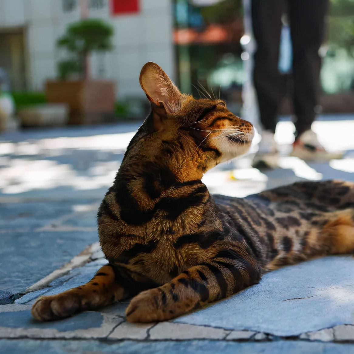 听说我没有脖子？