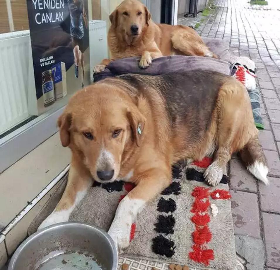 狗狗必须要赔医药费吗,狗狗生病了无法承担医药费怎么办