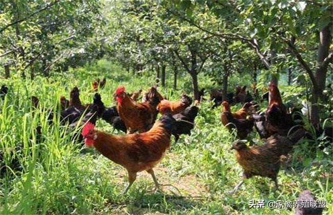 为啥都养土鸡不养柴鸡,为什么养土鸡亏损