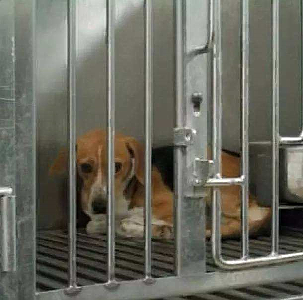 比格犬不适合新手养,拉布拉多和比格犬缺点