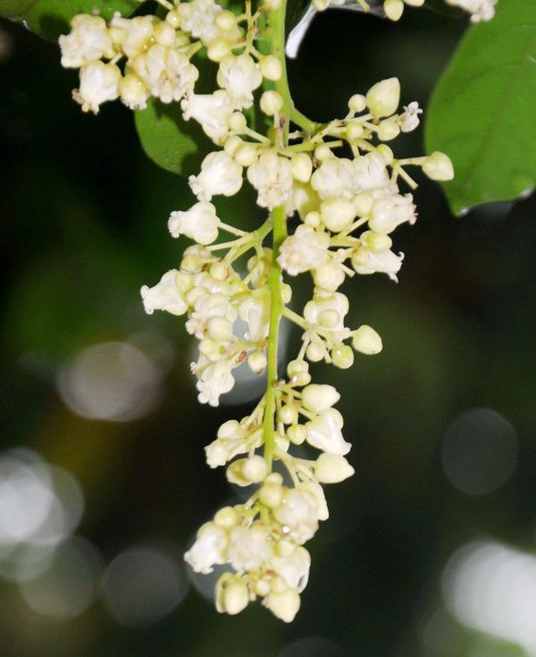 100种常见观叶植物图鉴史上最全,农村常见的100种植物