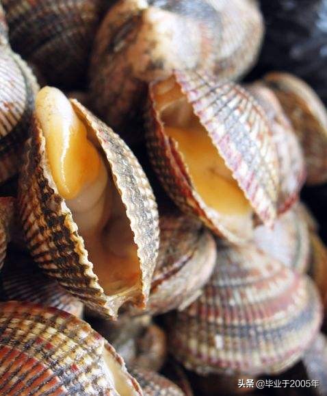 大连海鲜吃货,大连海鲜的种类