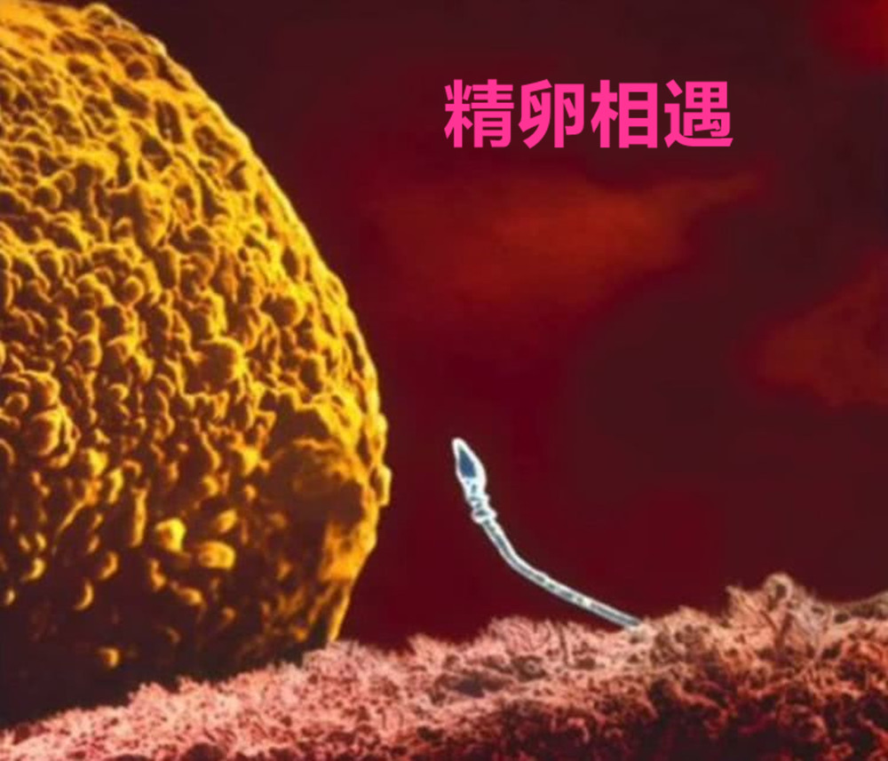 摄影师记录妻子怀孕纪录片,胎儿高清摄影