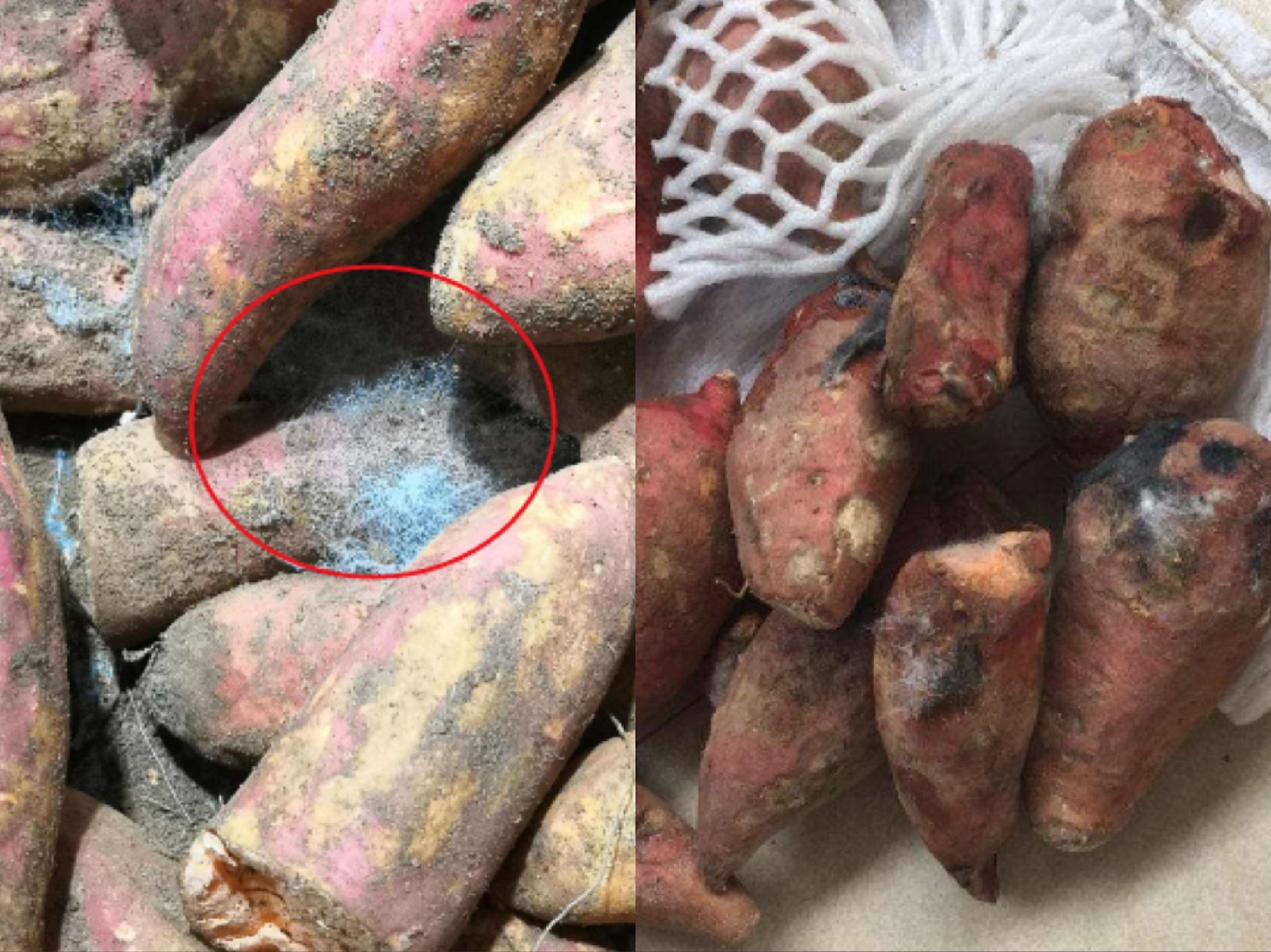 红薯储存不当，易发软腐病——红薯储存要从采收开始把控