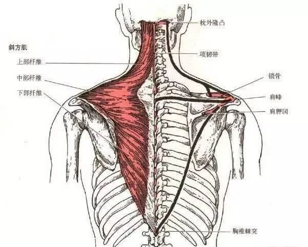斜方肌肥大的主要原因是什么,斜方肌肥大是不是锁骨就不明显