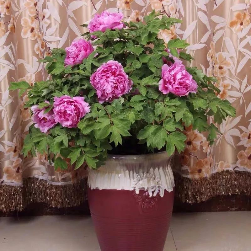 这六种花寓意吉祥好养易活,公认最吉利的4种花