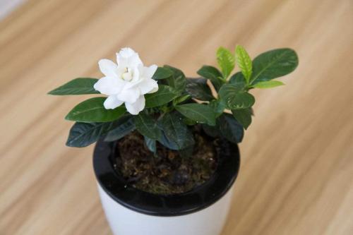 栀子花水大了叶子发黄怎么办,栀子花叶子发黄干叶家用方法