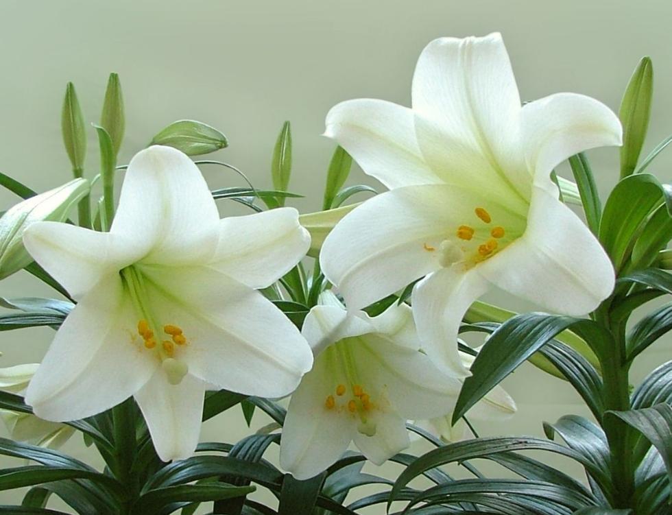 百合花花苞没开就脱落了怎么回事,百合花没全开就凋谢是怎么回事