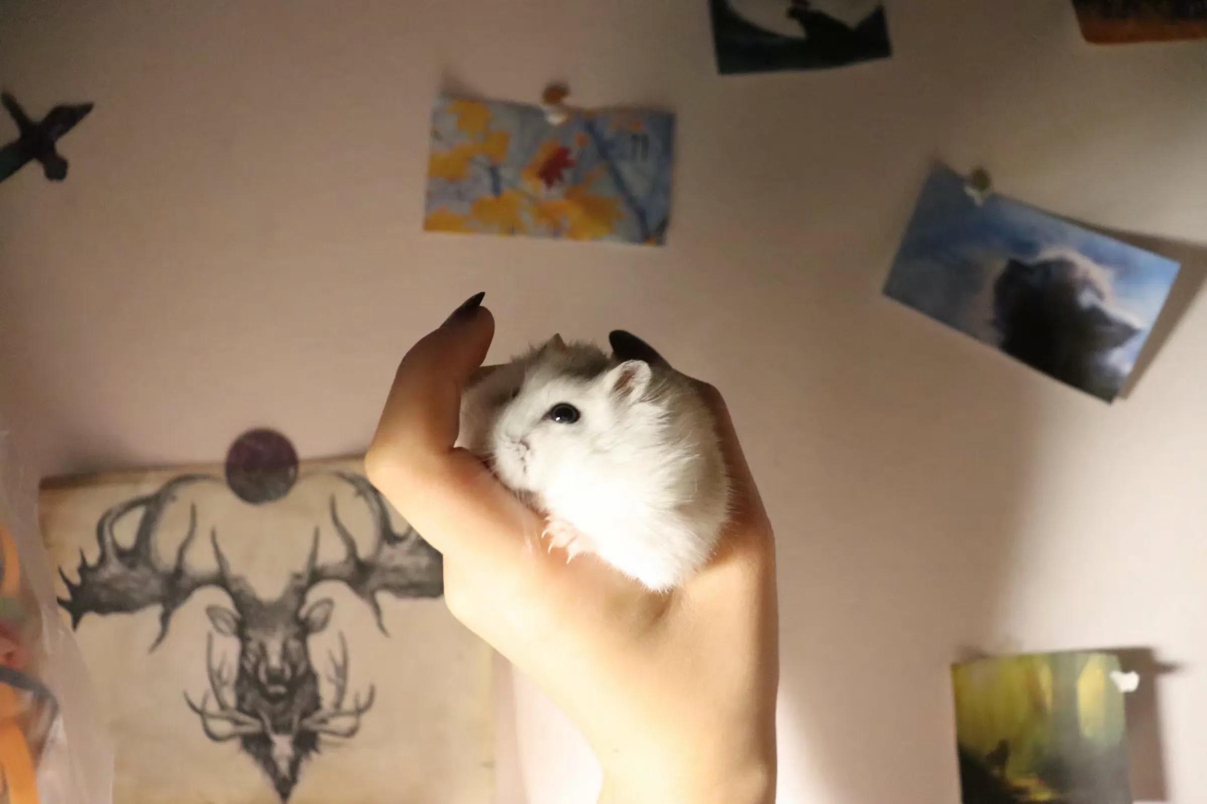 仓鼠观察记录表格,仓鼠逃亡记录视频