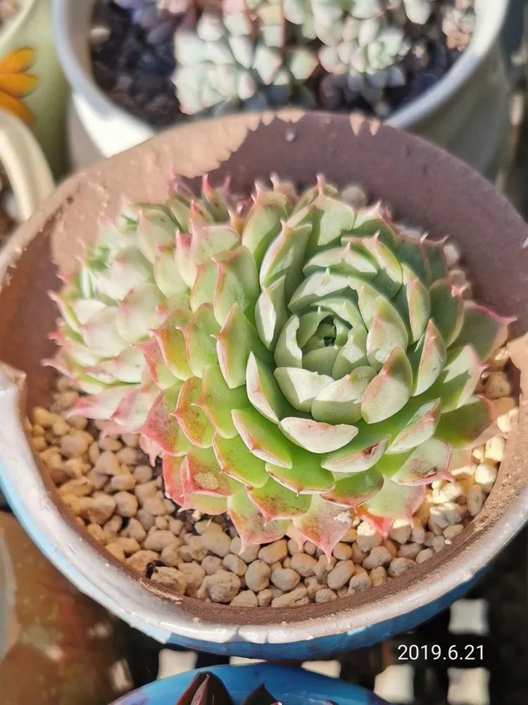 人生就像养多肉一样,人生如同养多肉时间不会怠慢