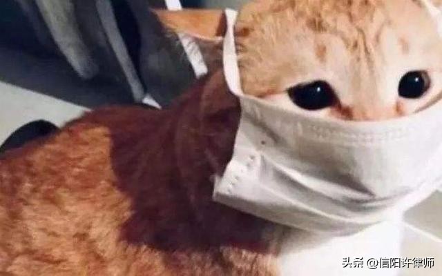 流浪猫会被传染新型冠状病毒吗,流浪猫身上会携带新型冠状病毒吗