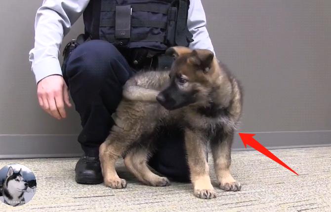 训练刚出生第五天的小警犬,刚出生的小警犬去世